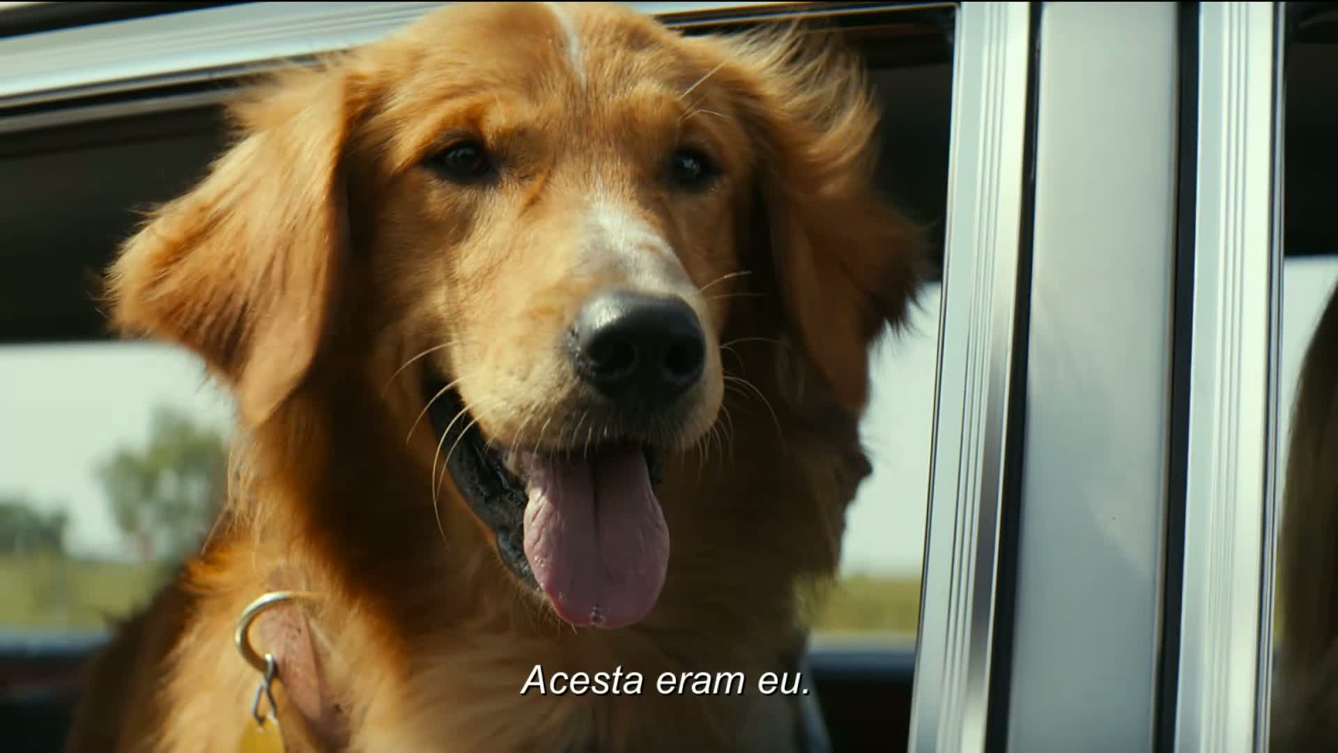 A Dog S Purpose Cainele Adevăratul Meu Prieten 2017 Film